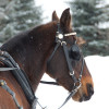 What One Horse and an Open Sleigh Taught Me About Change Management Photo Credit: <a href="https://www.flickr.com/photos/9197427@N06/12199754603/">pmarkham</a> via <a href="http://compfight.com">Compfight</a> <a href="https://creativecommons.org/licenses/by-sa/2.0/">cc</a>