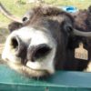 The Art of Yak Shaving Revisited yak